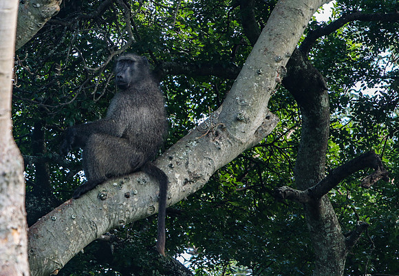 Safari Day 1-8258