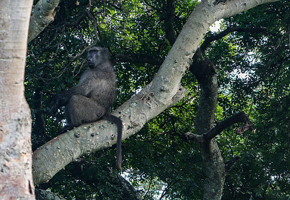 Safari Day 1-8253