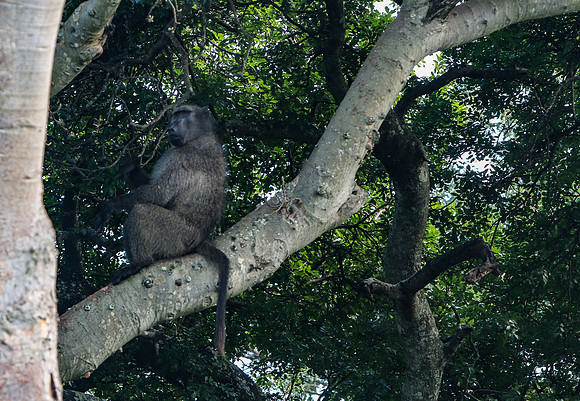 Safari Day 1-8255