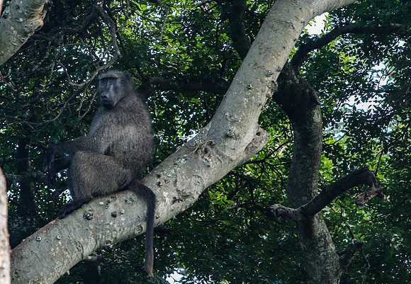 Safari Day 1-8257