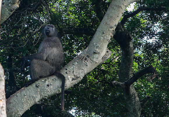 Safari Day 1-8259