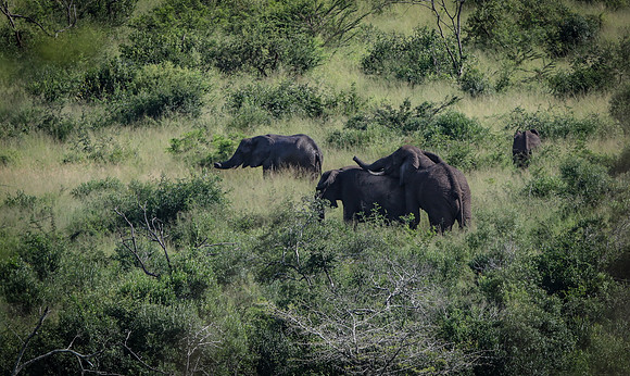 Safari Day 1-8266
