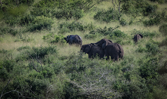 Safari Day 1-8267