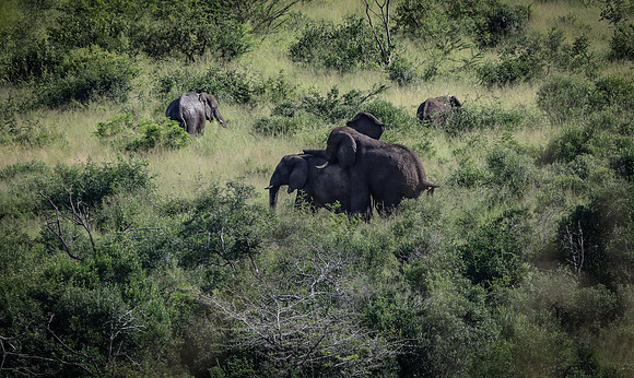 Safari Day 1-8269