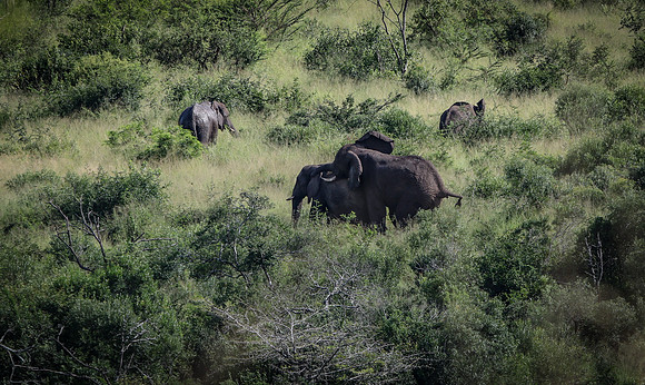 Safari Day 1-8270