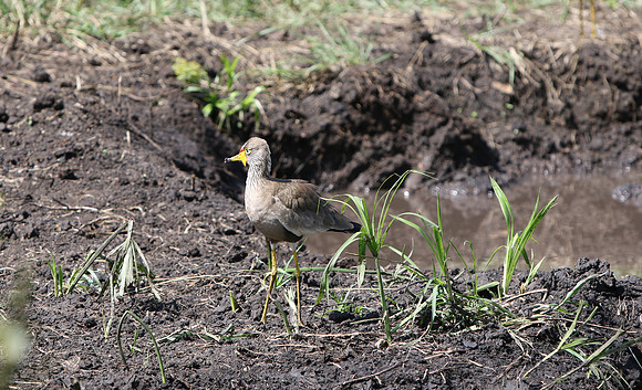 Safari Day 1-8306