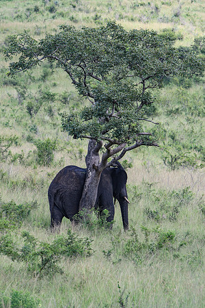 Safari Day 1-8311