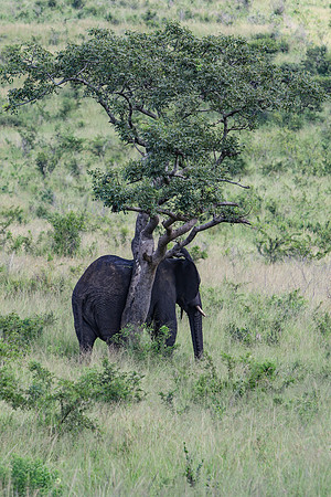 Safari Day 1-8312