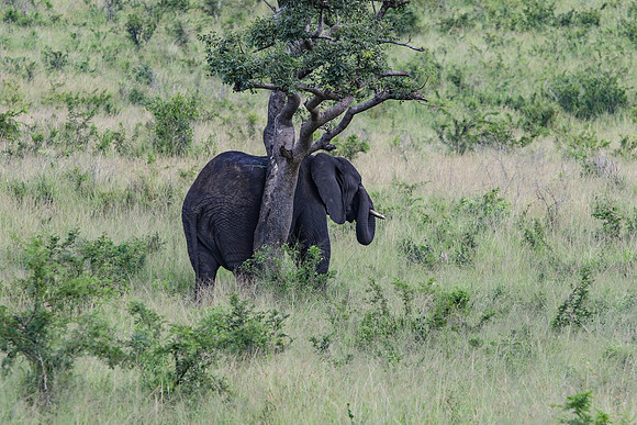 Safari Day 1-8313