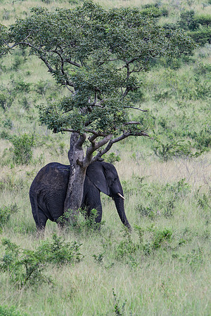 Safari Day 1-8314