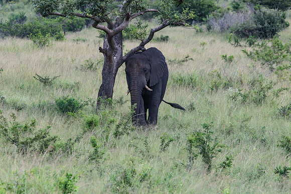 Safari Day 1-8315