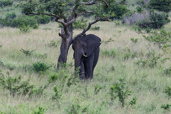 Safari Day 1-8316