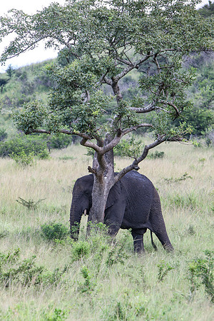 Safari Day 1-8317
