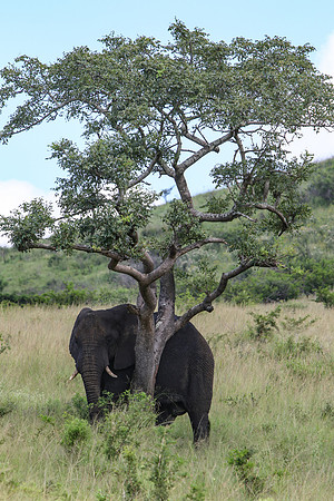 Safari Day 1-8318