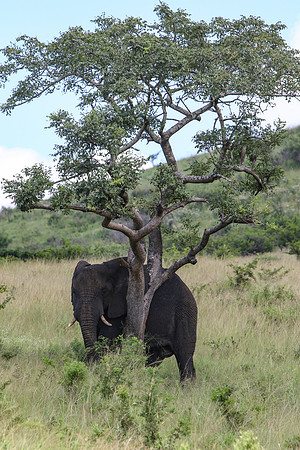 Safari Day 1-8319