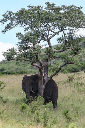 Safari Day 1-8320