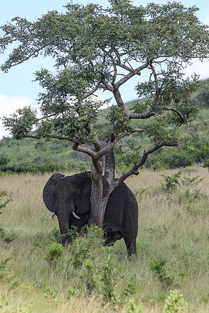 Safari Day 1-8321
