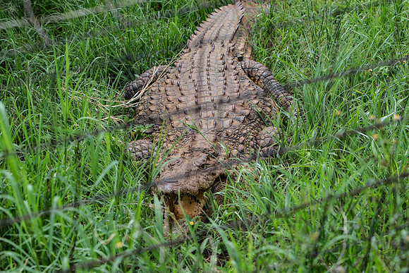 Safari Day 1-8355