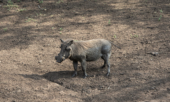Safari Day 1-8360