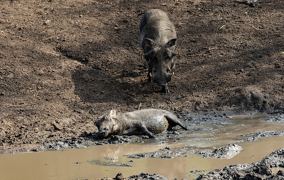 Safari Day 1-8362