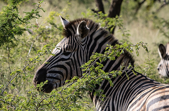 Safari Day 1-8366