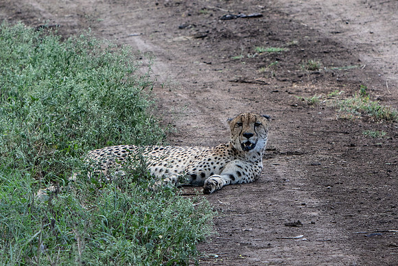 Safari Day 1-8371