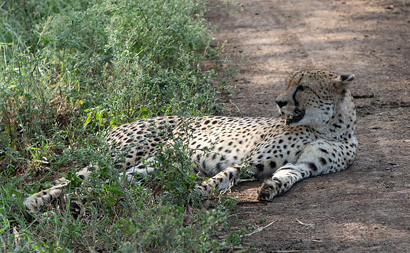Safari Day 1-8376