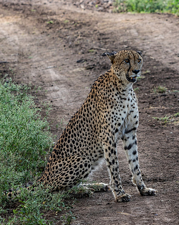 Safari Day 1-8382
