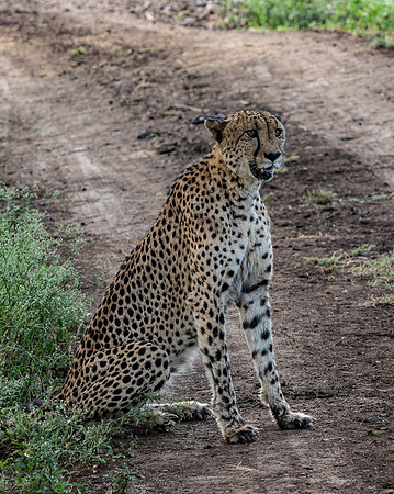 Safari Day 1-8383