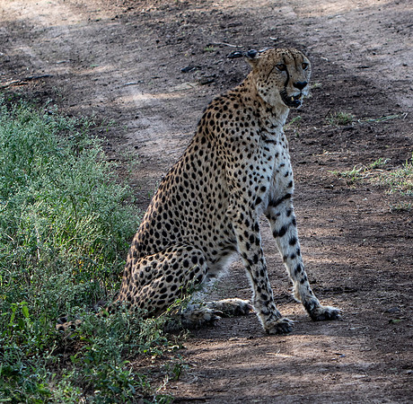 Safari Day 1-8386