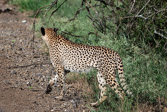 Safari Day 1-8393