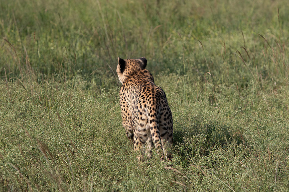 Safari Day 1-8395