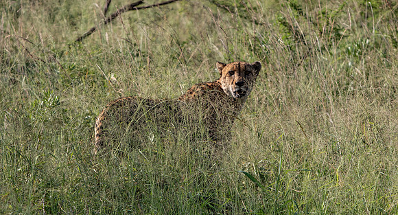 Safari Day 1-8398