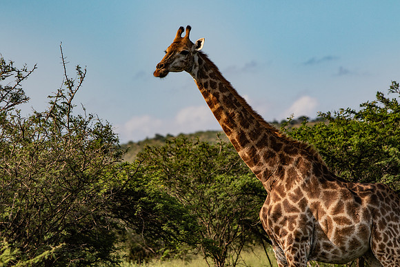 Safari Day 1-8399