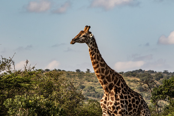 Safari Day 1-8400