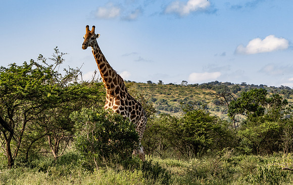 Safari Day 1-8401