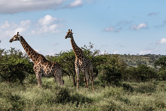Safari Day 1-8402