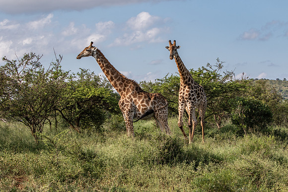 Safari Day 1-8403