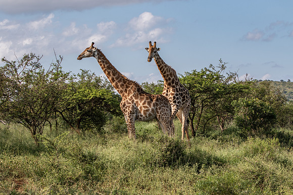 Safari Day 1-8404