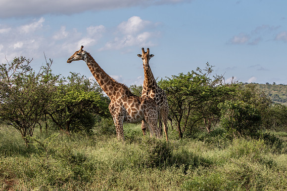 Safari Day 1-8405