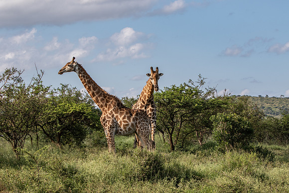 Safari Day 1-8406
