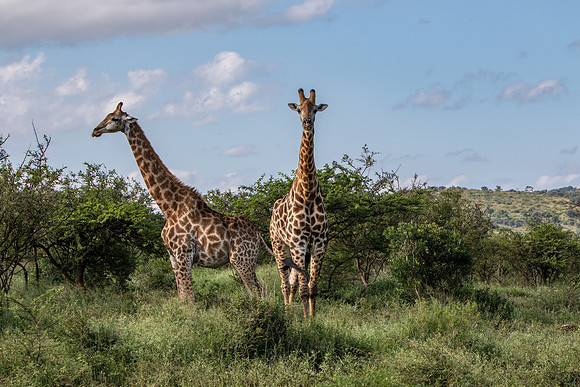Safari Day 1-8408