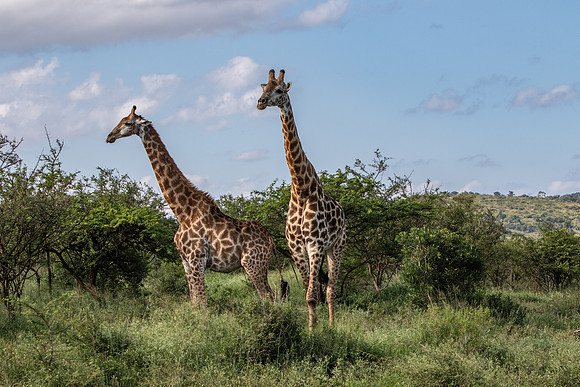 Safari Day 1-8409