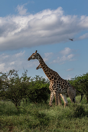 Safari Day 1-8410