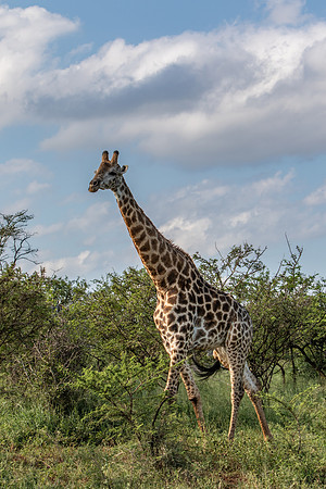 Safari Day 1-8412