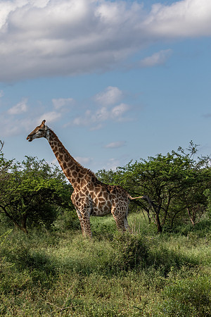 Safari Day 1-8413
