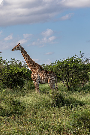 Safari Day 1-8414