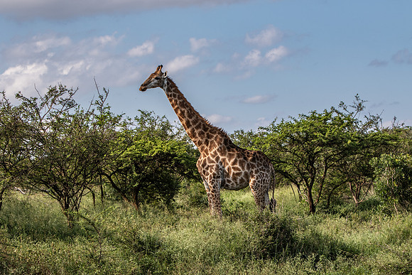 Safari Day 1-8415