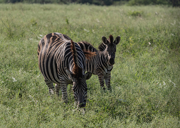 Safari Day 1-8420