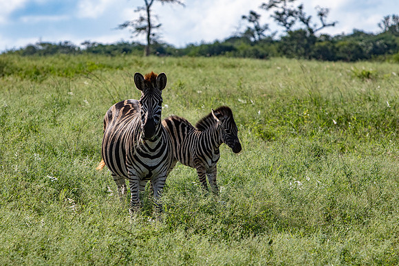 Safari Day 1-8422